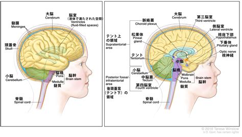 頭部位置|脳の解剖図 